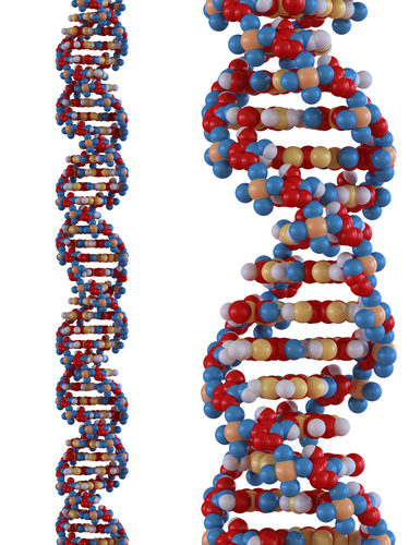 DNA strand.jpg