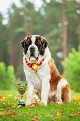 stbernard.jpg